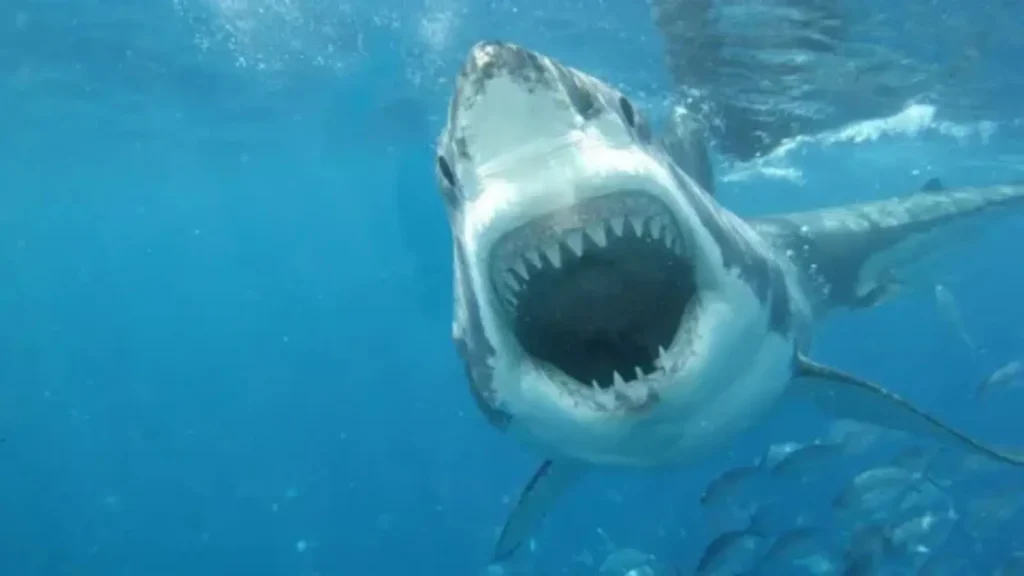 shark instagram captions