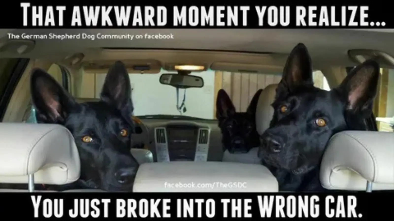 captions funny dog sayings